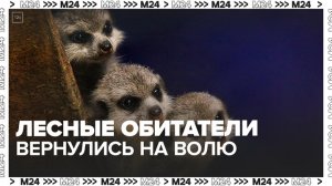 Центр реабилитации диких животных Москвы выпустил на волю около 20 питомцев — Москва 24