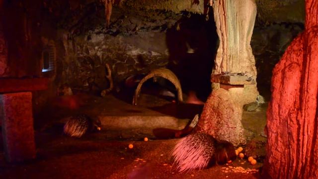 Пещера крыланов в Aventura park, в Андалузии смотреть онлайн