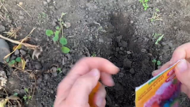 Что посадить и посеять осенью.Сеем цветы под зиму. ???Обзор семян. ???Астры и бархатцы. ??? смотреть онлайн