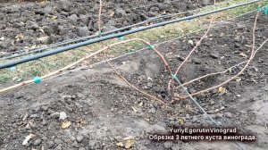 ? После ЭТОЙ ОБРЕЗКИ винограда гарантировано получаем УРОЖАЙ. Как обрезать 2х и 3х летние кусты.