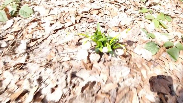 Полонина Руна/01.04.20/Тойота ЛК-105/DJI Osmo Action смотреть онлайн