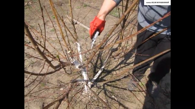 ОБРЕЗКА трёхлетнего ПЕРСИКА. смотреть онлайн