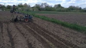 Прополка кукурузы мотоблоком