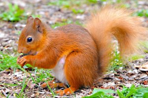 Звуки Белки В Лесу / Звук белки, крик белки, голос белки