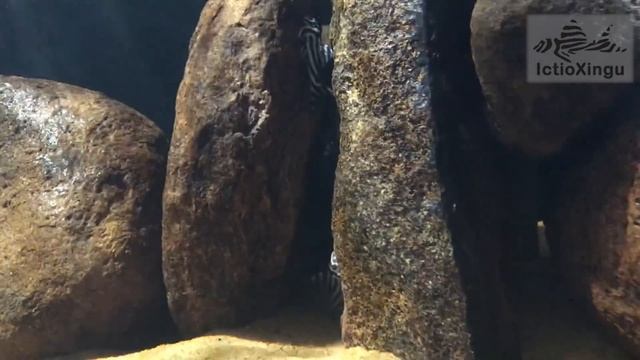 Habitat natural e aquário biótopo de Hypancistrus zebra (L46) смотреть онлайн