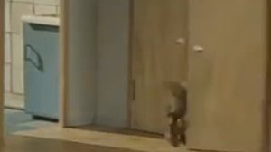 MEMES VIDEO:ЗЕЛЁНЫЙ СЛОНИК