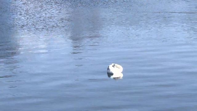 Калининград, гуляем по городу от центрального рынка до музея янтаря ищем, где спрятались хомлины! смотреть онлайн