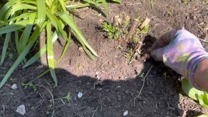 Как омолодить старый куст лаванды