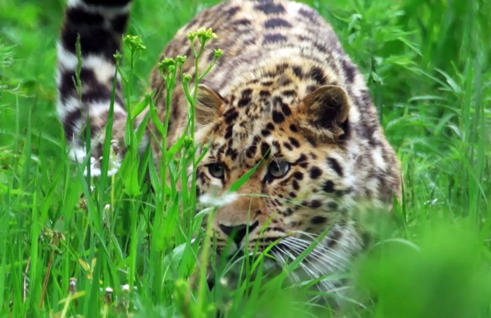 В Приморье впервые вернули спасенного леопарда в дикую природу / События на ТВЦ