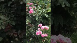 Роза Роял Боника