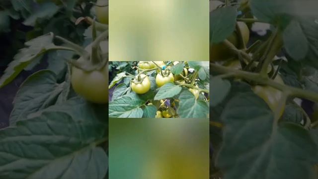 Проверенное средство от муравьёв. смотреть онлайн