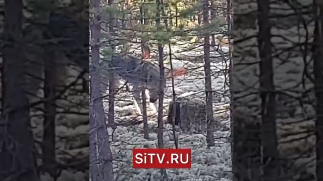 Волки нападают на сургутских собак
