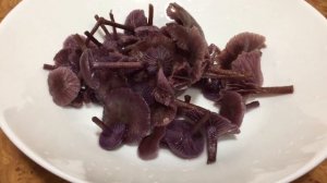 ЛАКОВИЦА лиловая (аметистовая)/Laccaria amethystina - малоизвестный СЪЕДОБНЫЙ гриб