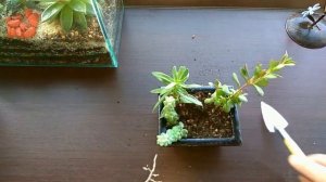 DIY Бонсайница и мини-садик из суккулентов Bowl for bonsai and a mini garden of succulents