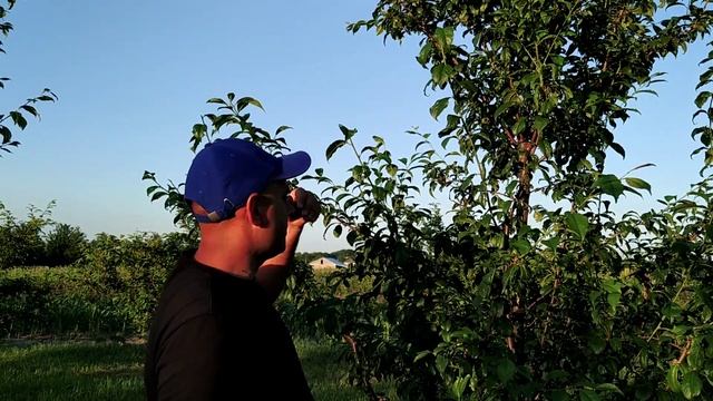 Летняя обрезка сливы. На улучшение качества плодов. Обрезка сливы летом. смотреть онлайн
