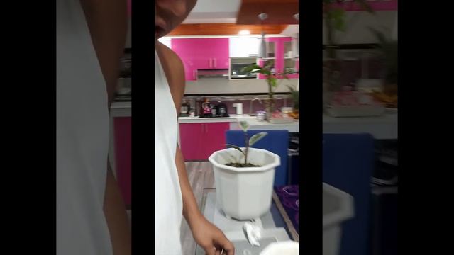 Part 2. Rubber Plant ( Ficus elastica) TINEKE  Air Layering..Repotting.
