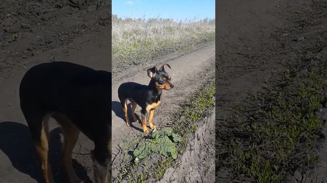 Моя утряняя прогулка на даче лошадь ааа часть 2 смотреть онлайн