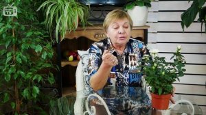 Комнатная роза ? Правила выращивания в домашних условиях