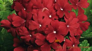 Вербена вечноцветущая Бордо (verbena quartz bordeaux) 🌿 обзор: как сажать, семена вербены Бордо