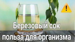 Польза березового сока для организма человека. Как собирать березовый сок?