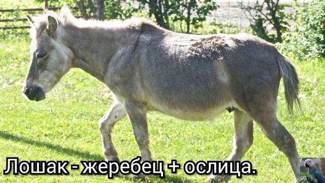Гибриды лошадей, ослов и зебр смотреть онлайн