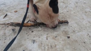 Обычная прогулка с амстаффом/переход на натуралку