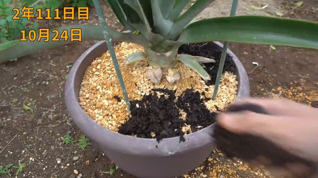 パイナップルの葉っぱを植えたら、約3年半後にパイナップルが出来た _ How to grow pineapple from the leaves in a po