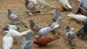 вот это зрелище 75 Голубей Бухарских в небе,от Расул ака Узбекистан город Бухара tauben pigeons ???