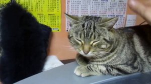 ГАЙД (GUIDE) КАК ПОГЛАДИТЬ КОТА (КОШКУ) В ДОМАШНИХ УСЛОВИЯХ СВОИМИ РУКАМИ!!!