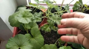 Осеннее черенкование пеларгонии Мой опыт