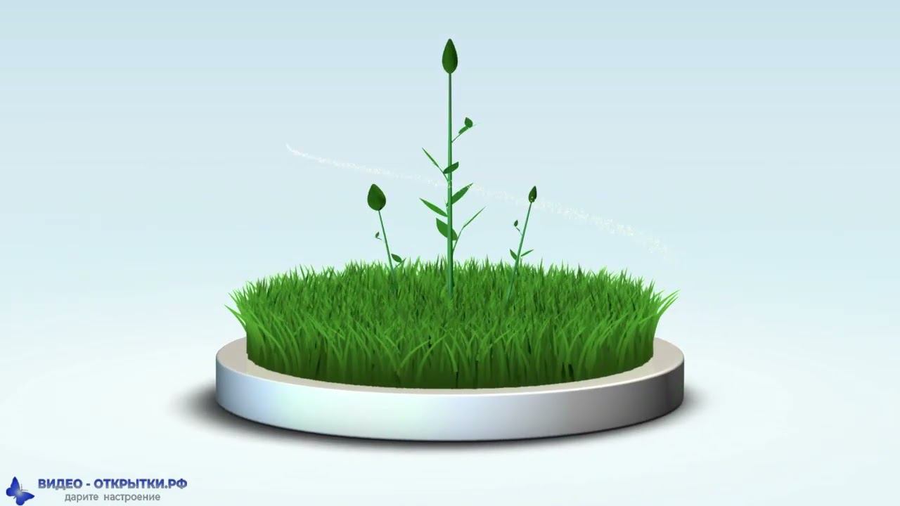 Поздравление с 8 Марта в распускающемся цветке! смотреть онлайн