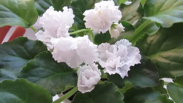 КАК СОХРАНИТЬ ФИАЛКИ В ЖАРУ/КАК ФИАЛКЕ ПЕРЕЖИТЬ ЛЕТНИЙ ЗНОЙНЫЙ ПЕРИОД! смотреть онлайн