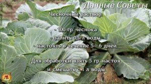 Самое проверенное народное средство от белокрылки на капусте Обработка капусты от вредителей