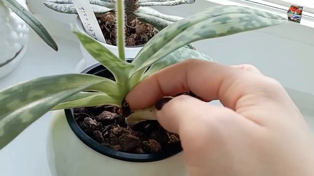 ВЕНЕРИН БАШМАЧОК Maudiae Femma Alba. Первое домашнее цветение. смотреть онлайн