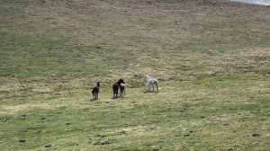 Хосрех и песня Джамили Абдуллаевой