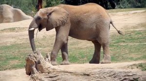 ELEPHANT SOUNDS FOR KIDS - Learn Trumpeting, Rumbling, and Roaring Sound Effects of Elephants