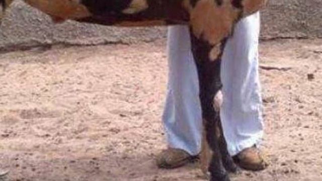 Kamori Goats | Tall Docile Exotic смотреть онлайн