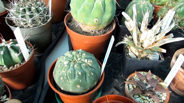 Cacti & Succulent Collection Tour Fall/Autumn Update | Cactus Collection #cactus #succulents