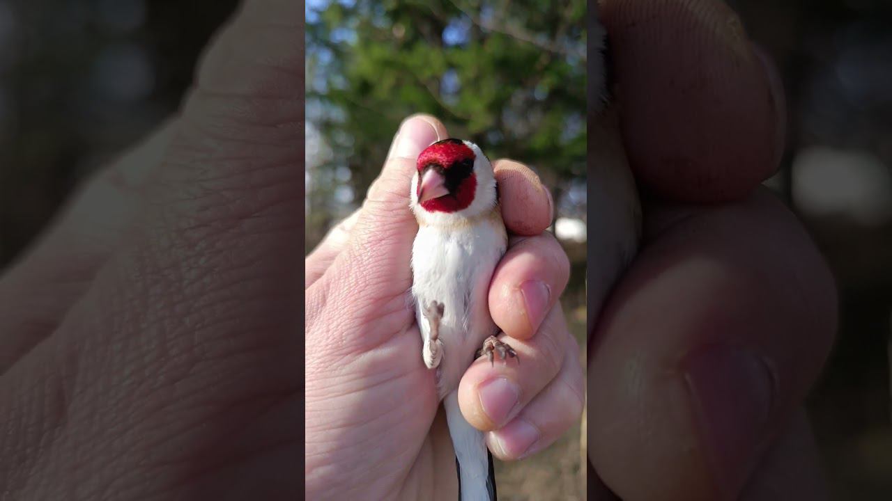 Щегол 21.04.2024. смотреть онлайн