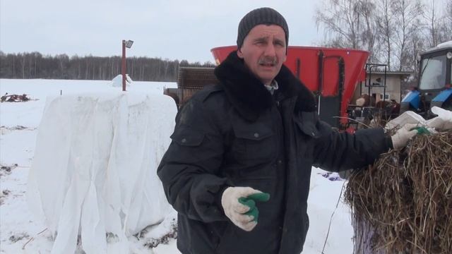 Лучший корм для КРС