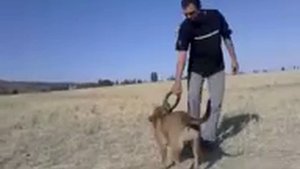 Помесь питбуля и ротвеилера.