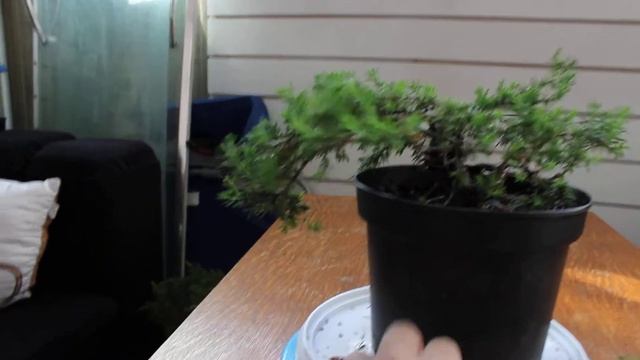 Стрижка можжевельника | Бонсай в Перми