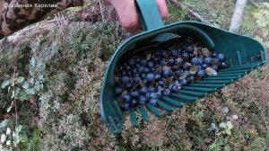 НЕТРОНУТЫЕ ПЛАНТАЦИИ ГРИБОВ И ЯГОД! В ЭТОТ ЛЕС ДВА РАЗА В ДЕНЬ - ГРИБЫ И ЯГОДЫ КРУГОМ! КАРЕЛИЯ