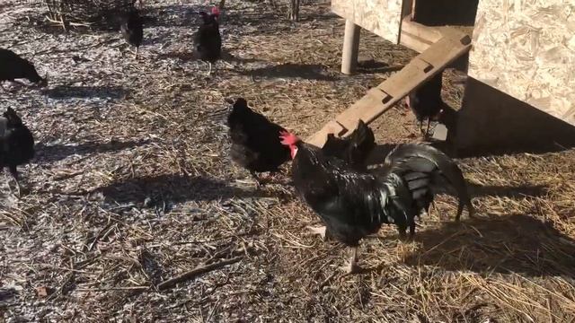 Барбезье племя 2021( Бельгия+Франция) смотреть онлайн