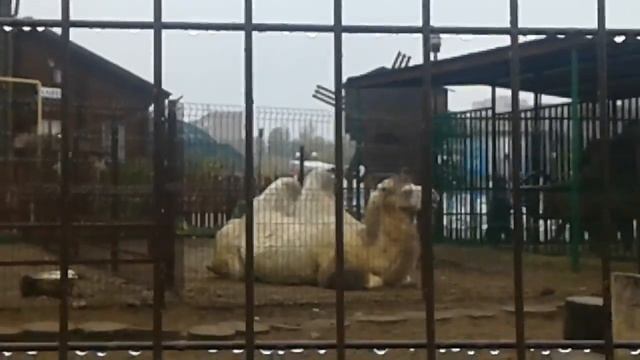 Средние верблюд смотреть онлайн