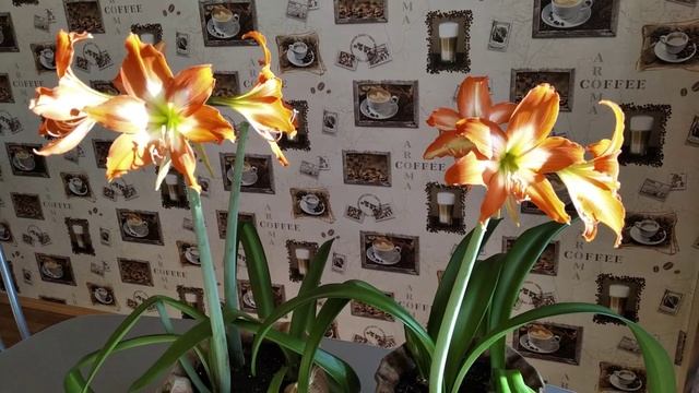 Гиппеаструм. Секреты и тонкости ухода. смотреть онлайн