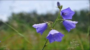 Садовые и полевые цветы