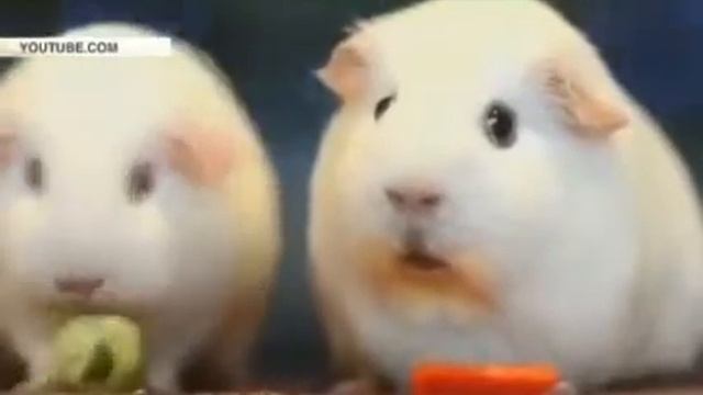 Морские.  Свинки смотреть онлайн