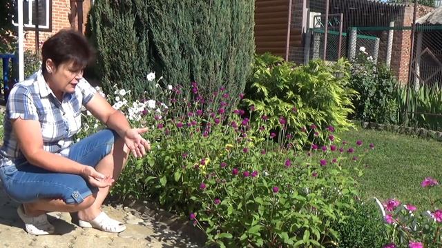 Цветы сухоцветы ГОМФРЕНА  Как вырастить очень жаростойкий обильноцветущий цветок