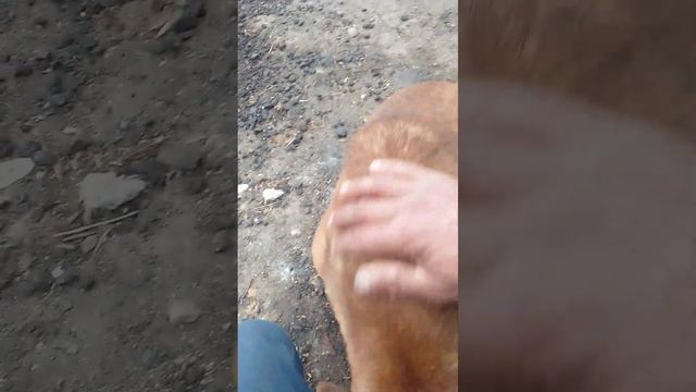 Алабай первый раз на улицу. смотреть онлайн